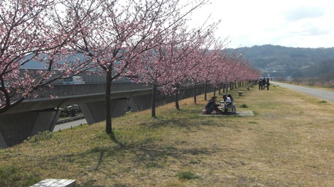大仁城山桜（河津桜）情報と土筆