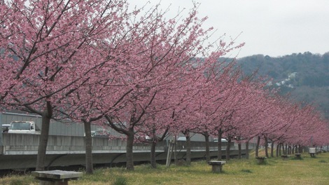 大仁城山桜（河津桜）情報