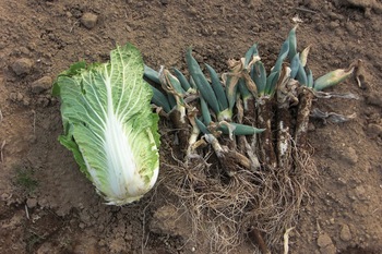 野菜