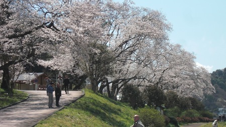 狩野川桜公園も満開