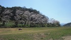 狩野川桜公園も満開