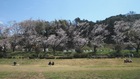 狩野川桜公園も満開