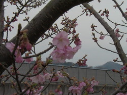 城山さくら開花進む