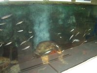 あくあぴあ芥川の水族館１