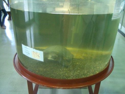 あくあぴあ芥川の水族館２