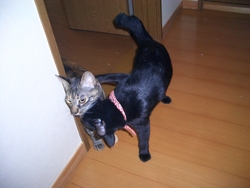 にゃんこ