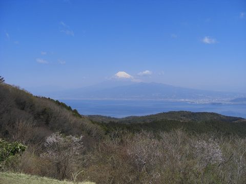 マメザクラの開花状況