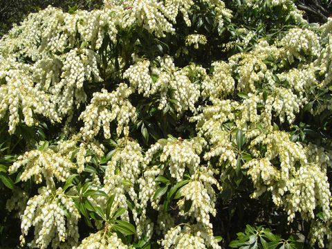 マメザクラの開花状況