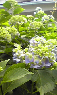 色付き始めました