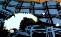 愛猫