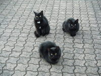 夕陽が丘展望台の黒猫達