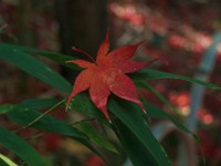 紅葉