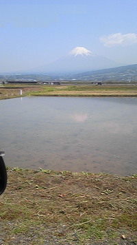 田んぼに映る逆富士