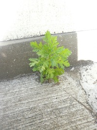 ど根性春菊