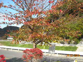 韮山温泉の桜紅葉