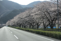 桜満開