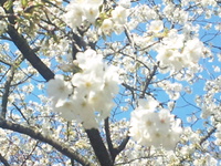 2011年04月06日