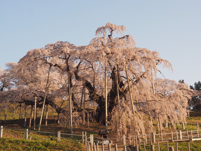 静寂の時「滝桜」