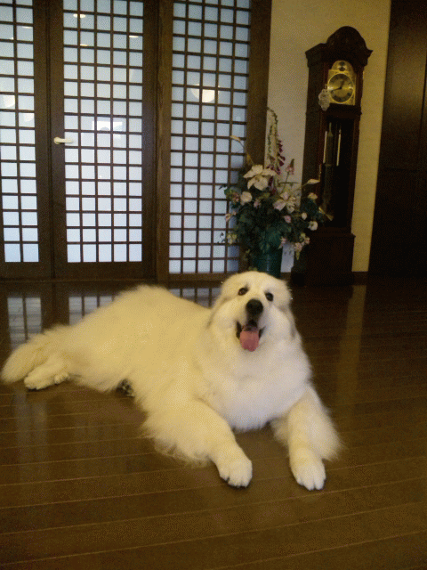 静岡☆U様☆パル君