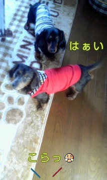 富士☆E様☆リノ君