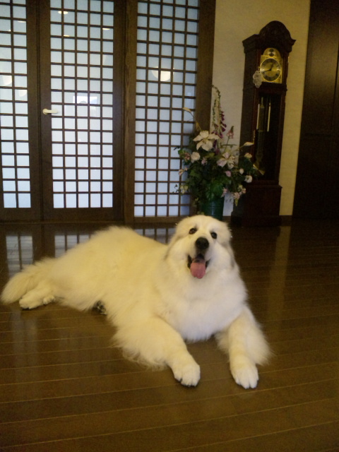 静岡☆U様☆パル君