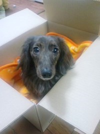 沼津☆S様☆きゃらめるちゃんシェリーちゃん