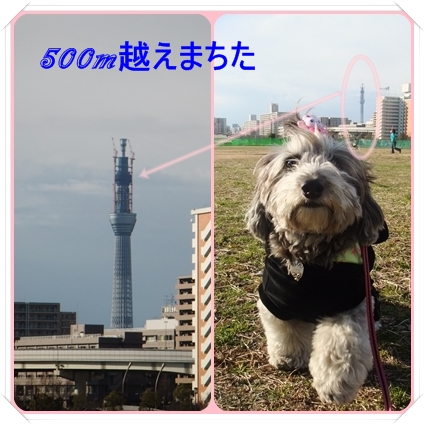 東京☆U様☆こももちゃん