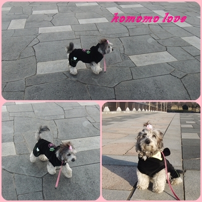 東京☆U様☆こももちゃん