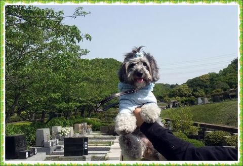 東京☆U様☆こももちゃん
