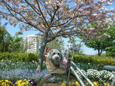 東京☆U様☆こももちゃん