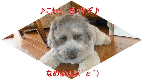 東京☆U様☆こももちゃん