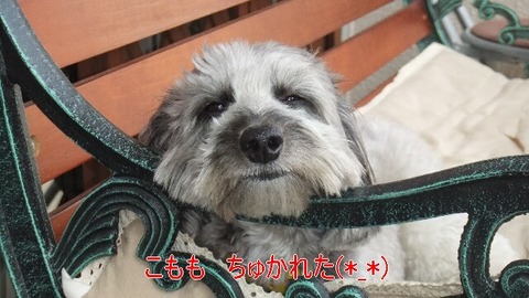 東京☆U様☆こももちゃん
