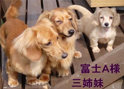 富士Ａ様☆ココア・マロン・ミルクちゃん☆三姉妹