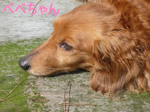 富士☆E様☆リノ君