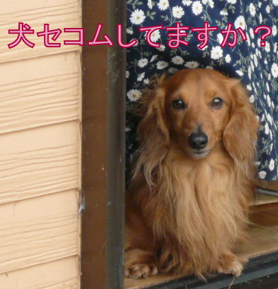 こももパパがブログ始められました！