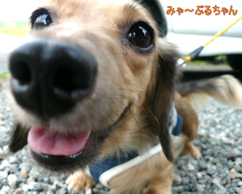 富士☆S様☆ちょこちゃん☆モカちゃん☆まーぶるちゃん