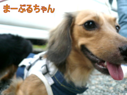 富士☆S様☆ちょこちゃん☆モカちゃん☆まーぶるちゃん