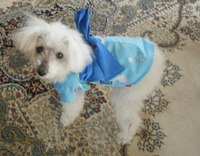 お祭犬