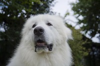 プロカメラマンの写真