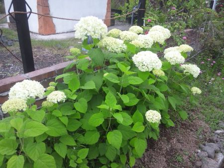 アジサイ　アナベル