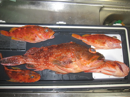 御前崎の釣果まとめ