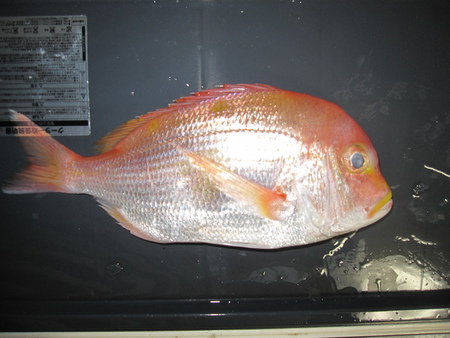 御前崎の釣果まとめ