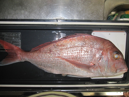 御前崎の釣果まとめ