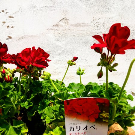 白い壁にはダークな赤のゼラニウム 富士宮市 カレドニアンガーデン オーナー日記 イングリッシュガーデン ピザ店 ステージなど 食と健康 のガーデン