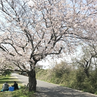 お花見　沼川辺りは静かでいいですよ 2018/04/02 17:10:03