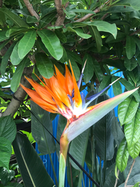 極楽鳥花！ 2020/05/16 09:00:00