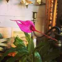 鳥に似てる蘭の花。 2021/01/08 09:24:37