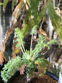 面白い植物♡ 2021/02/08 12:27:21