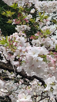春の訪れ