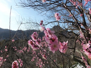 大仁梅林